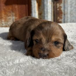 Dapple boy 2 - Dapple male Dachshund puppy in Defuniak Springs, Florida from Anastasia Knight's Cocker Spaniels