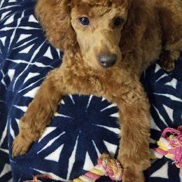 Coton de Tulear and Poodle Puppies from Legacy Pets