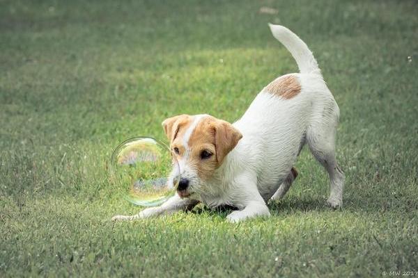 A Jack Russell Terrier plays with a bubble 