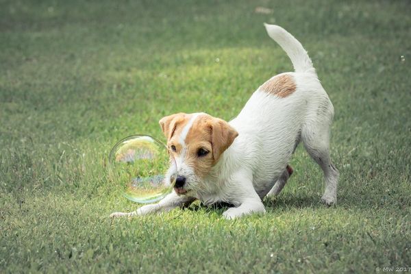 A Jack Russell Terrier plays with a bubble 
