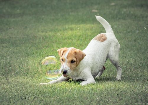 A Jack Russell Terrier plays with a bubble 
