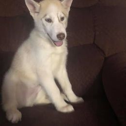 Siberian Husky Puppies from Crazy Cookies Huskies