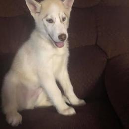 Siberian Husky Puppies from Crazy Cookies Huskies