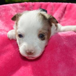 Liberty - Red merle female Toy Australian Shepherd puppy in Forney, Texas from Texas Talent Toy Aussie's and Labs