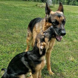 German Shepherds from Sisco Haus German Shepherds