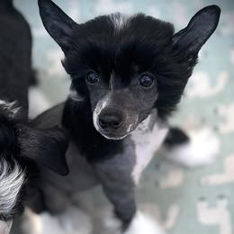 Sweet Hairy Hairless Boy - Black and white male Chinese Crested puppy in Tomball, Texas from Gracieux Chinese Cresteds