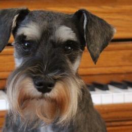 Miniature Schnauzers from Crooked Tree Ranch