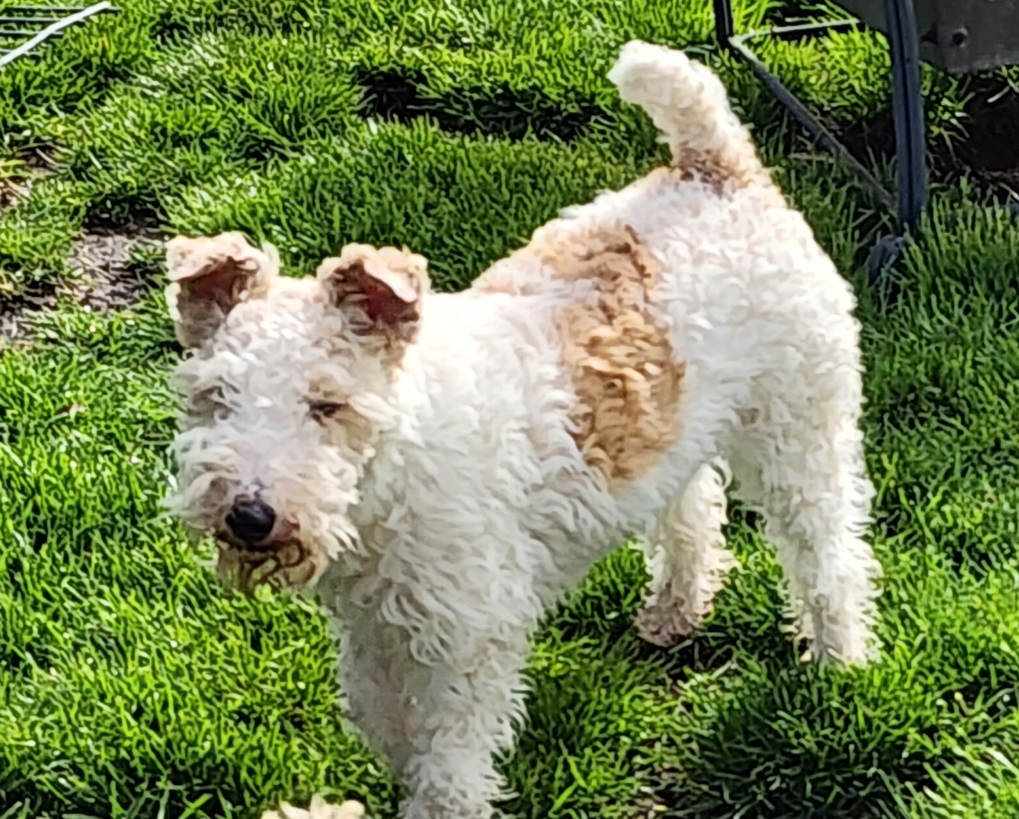 Poppy - Wire Fox Terrier