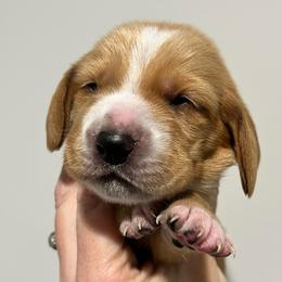 Skittles (rainbow) - Red and white female Basset Hound puppy in Kingsport, Tennessee from Bear’s Bassets