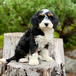 Prince Charming (Light Green Collar) - Tri-color male Bernedoodle puppy in Stanwood, Washington from Butter Cup Pups and Paws