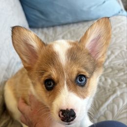 Poppie- Fawn Merle Female - Fawn merle female American Corgi puppy in Chippewa Falls, Wisconsin from Dazie Lou’s Corgis