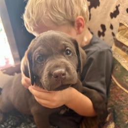 Toblerone (blue collar) - Chocolate male Labrador Retriever puppy in Bandera, Texas from The Sugar & Spice Ranch Labrador Retrievers