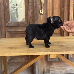 Luna - Brindle and white female French Bulldog puppy in Los ángeles, California from Jose Navarro