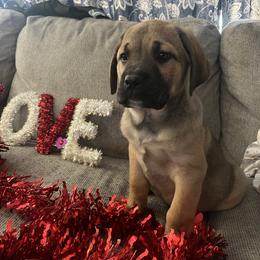 Thor - Fawn male Cane Corso puppy in Lititz, Pennsylvania from Lititz Cane Corsos
