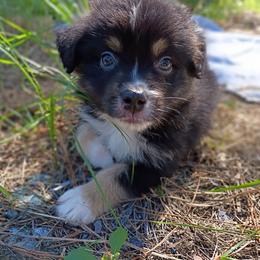 Hank (orange collar) - Black tri-color male Australian Shepherd puppy in Okeechobee, Florida from Rothsolid Aussies
