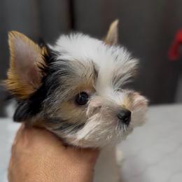 Girl 1 - Black tan and white female Biewer Terrier puppy in Kerhonkson, New York from Arc-en-Ciel Biewers & Maltese