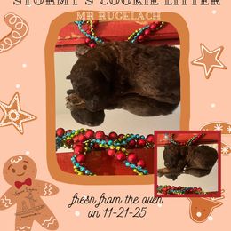 Rugelach - Brindle male Poodle puppy in Ocean Springs, Mississippi from Forever Summer Standard Poodles