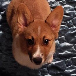 Lavender girl - Red female Pembroke Welsh Corgi puppy in Mountain View, Hawaii from Celtic Corgis