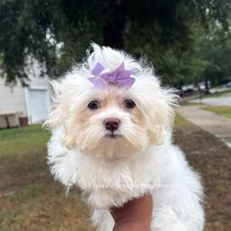 Daisy - White female Poodle puppy in Garner, North Carolina from House of Paws Heritage Nursery LLC.