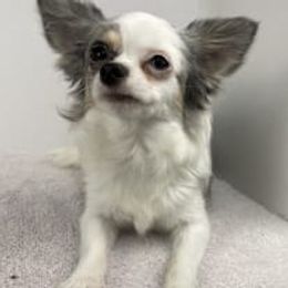 FURBY - Chihuahua