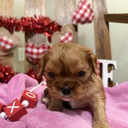 Reese - Ruby male Cavalier King Charles Spaniel puppy in Kidder, South Dakota from Continental Cavaliers