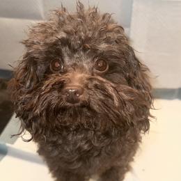 Baby - Poodle