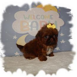 Cinna bun-AKC - Red and white female Shih Tzu puppy in Lawrenceburg, Tn, Tennessee from Shedd's Shih Tzus