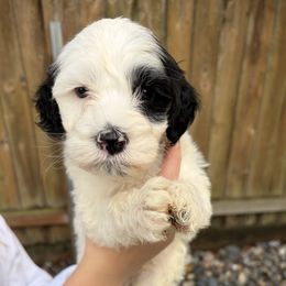 Blue Boy - Black and white male Portuguese Water Dog puppy in Vancouver, Washington from Portie Puppies