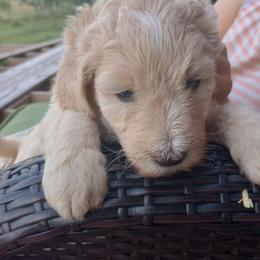 Georgie - White female Bernedoodle puppy in Woodland, Georgia from Bethel Doodle Ranch