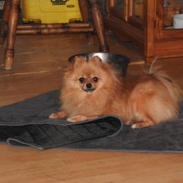 Pomeranian and Shichon Puppies from Smallstar puppys