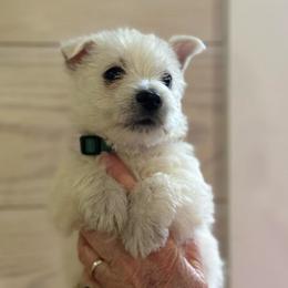Green Boy - White male West Highland White Terrier puppy in Boaz, Alabama from Creekside Westies