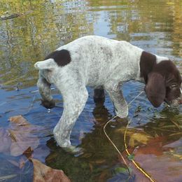 Doberman Pinschers and German Shorthaired Pointers from Snell's Superior Kennel Dobermann & GSP