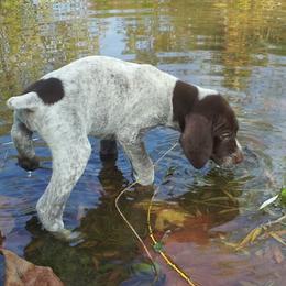 Doberman Pinschers and German Shorthaired Pointers from Snell's Superior Kennel Dobermann & GSP