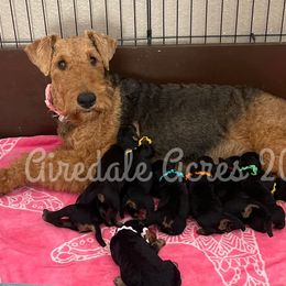Maggie Mae - Airedale Terrier