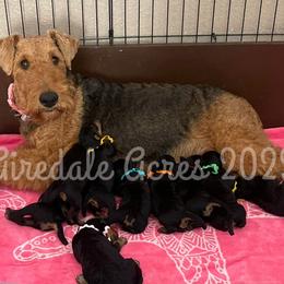 Maggie Mae - Airedale Terrier