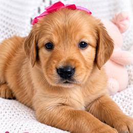 Pink Guave - Dark golden female Golden Retriever puppy in Apple Valley, California from Frankly Golden