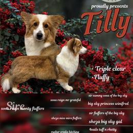 Tilly - Pembroke Welsh Corgi