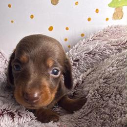 Hershey - Chocolate and tan male Dachshund puppy in Wytheville, Virginia from Dippin’ Dachs Mini Dachshunds