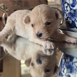 Smoothie - Apricot female Maltipoo puppy in Wendell, North Carolina from Teddys Teddy Bears