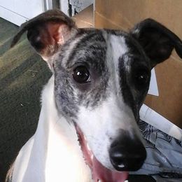 Greyhounds and Whippets from KJ'S Hounds