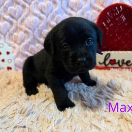 Max - Black female Labrador Retriever puppy in Farmington, Missouri from Granite Creek Kennel