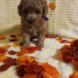 Donna - Red  female Poodle puppy in Blanch, North Carolina from Faithful Hearts Kennel