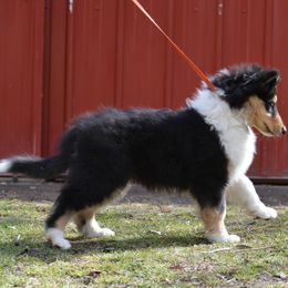 Collie Puppies from 'Twas Collies