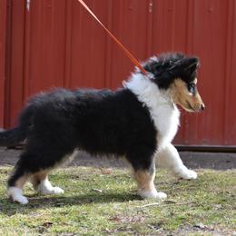 Collie Puppies from 'Twas Collies