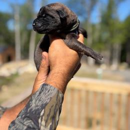 Olive- Boy - Yellow male Leonberger puppy in Gilmanton, New Hampshire from Stonewall Leonbergers