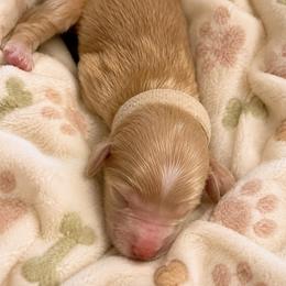 Mocha - Red  male Goldendoodle puppy in Cumberland, Rhode Island from minigoldendoodlesofRI