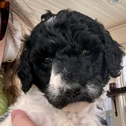 Everly - Parti female Poodle puppy in Greenwich, New York from MizzElle’s Standard Poodles