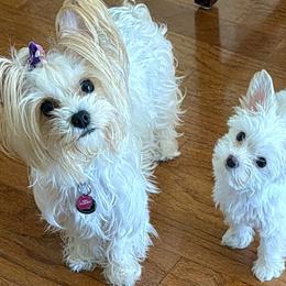 Yorkshire Terriers from Angel Spun Yorkies