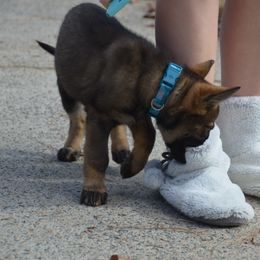 German Shepherd Puppies from Sternenlicht Kennel