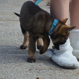 German Shepherd Puppies from Sternenlicht Kennel